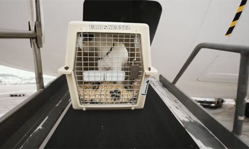 Hund auf dem Weg in den Frachtraum: Bei Delta nicht mehr erlaubt.