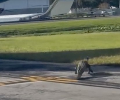 Alligator spaziert übers Vorfeld