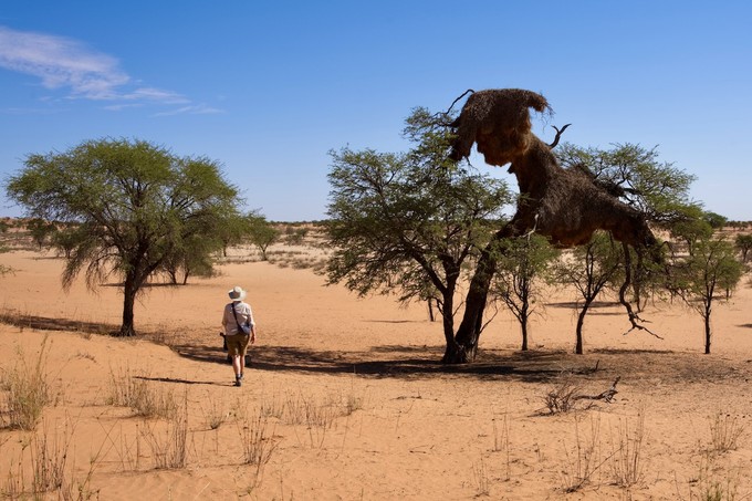 Manche Webervogelnester werden mehrere Meter breit