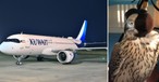 Jet von Kuwait Airways und Falke beim Transport: Einsatz gegen andere Vögel.