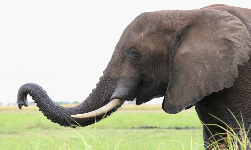 Elefanten gibt es zigtausende in Namibia auch im Caprivic