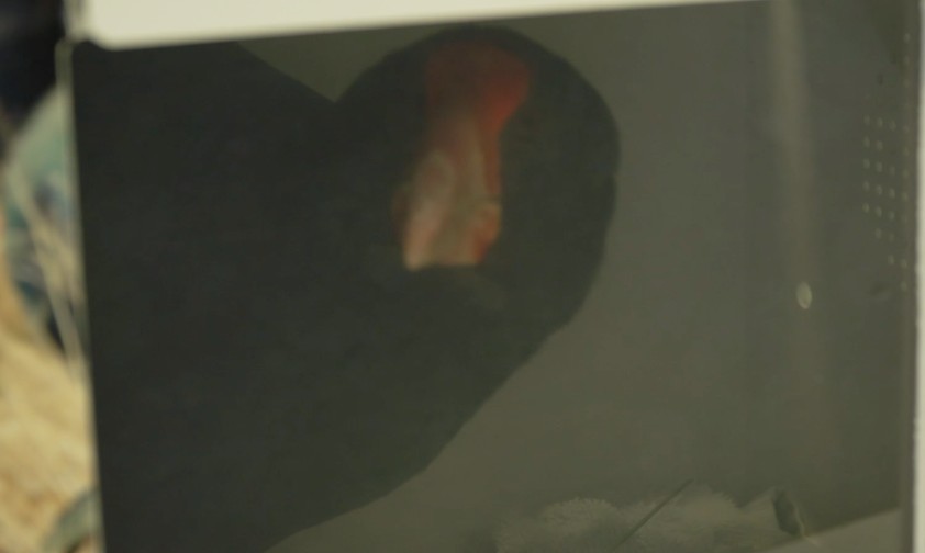 Wenn die Vögel ein Flugzeug nehmen müssen