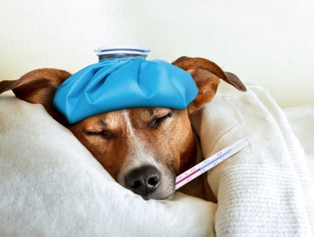 Kranker Hund: An Bord gefährlich.