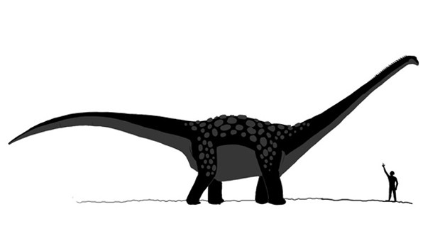 Der Antarctosaurus  giganteus soll bis zu 33 Meter groß geworden sein. Genaues weiß man nicht - bislang wurden nur Fragmente des Skeletts dieses Dinosauriers gefunden. Er soll bis zu 69 Tonnen gewogen haben.