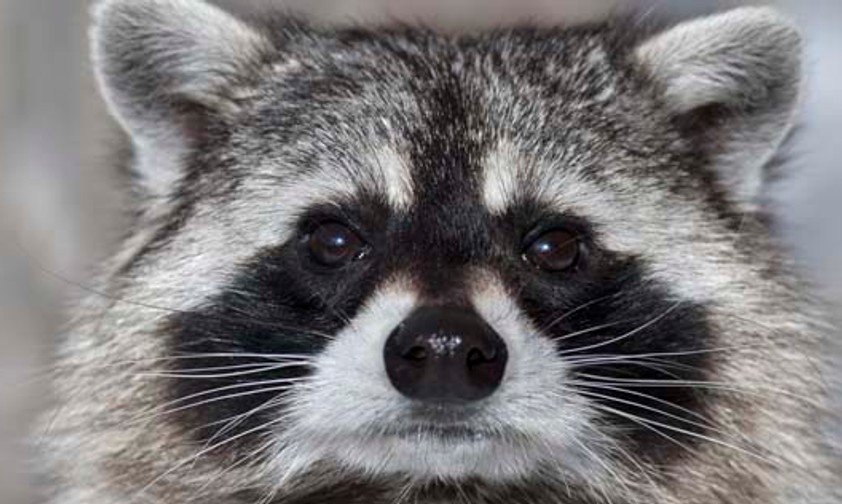 Waschbär: Kann man einem Tier mit so süßem Blick böse sein?