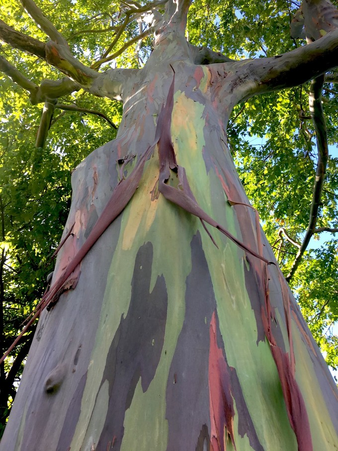 Regenbogen-Eukalyptus auf Grenada