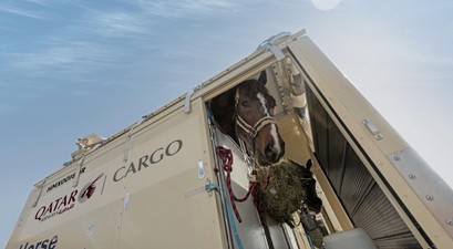 Pferd im Container: Der Transport der Tiere ist aufwendig. 
