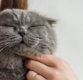 Katze: Bekommt Snacks an Bord von Azul.