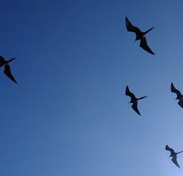 Vögel: Je leiser Flugzeuge werden, desto weniger schrecken sie Tiere ab.