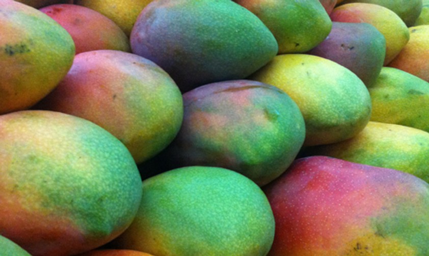 Mango-Früchte: Spezialität aus der Region.