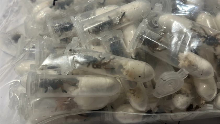 zoll vogelspinnen