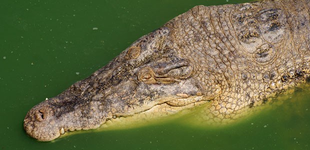 Krokodil: Führte ein solches Reptil zu Panik an Bord?