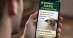In Dehli wird ein Straßenhund vermisst: Das ist einer von zahlreichen Tweets. 