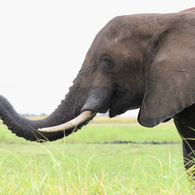 Elefanten gibt es zigtausende in Namibia auch im Caprivic
