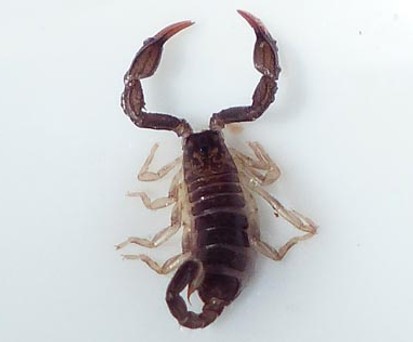 Skorpion (Archivbild): Kein beliebter Mitreisender.