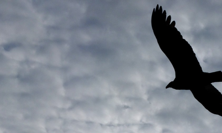Vogel am Himmel: Nicht nur in Südamerika für Flugzeuge gefährlich.