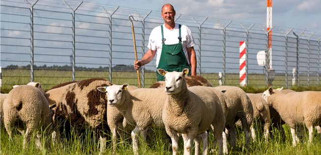 Schafe am Hamburger Flughafen: Nicht die einzigen tierischen Luftfahrt-Mitarbeiter.