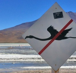 Flamingo-Schild in Südamerika: Auch so eins hätte den Crash in Montpellier kaum verhindert.