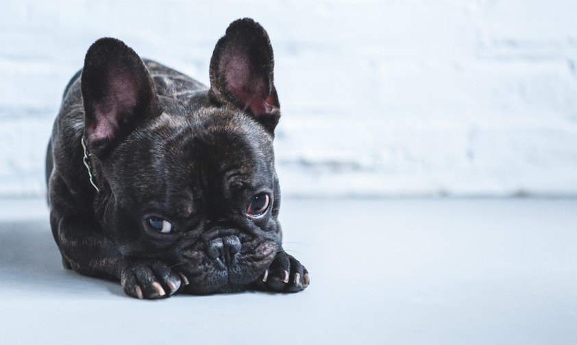 Französische Bulldogge: 38 Welpen überstanden den Flug nach Kanada nicht.