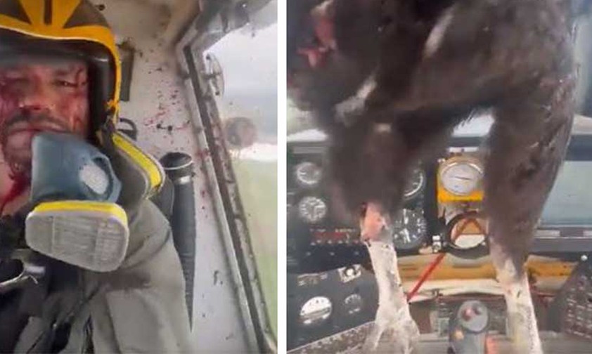 Wenn ein Kondor im Cockpit baumelt