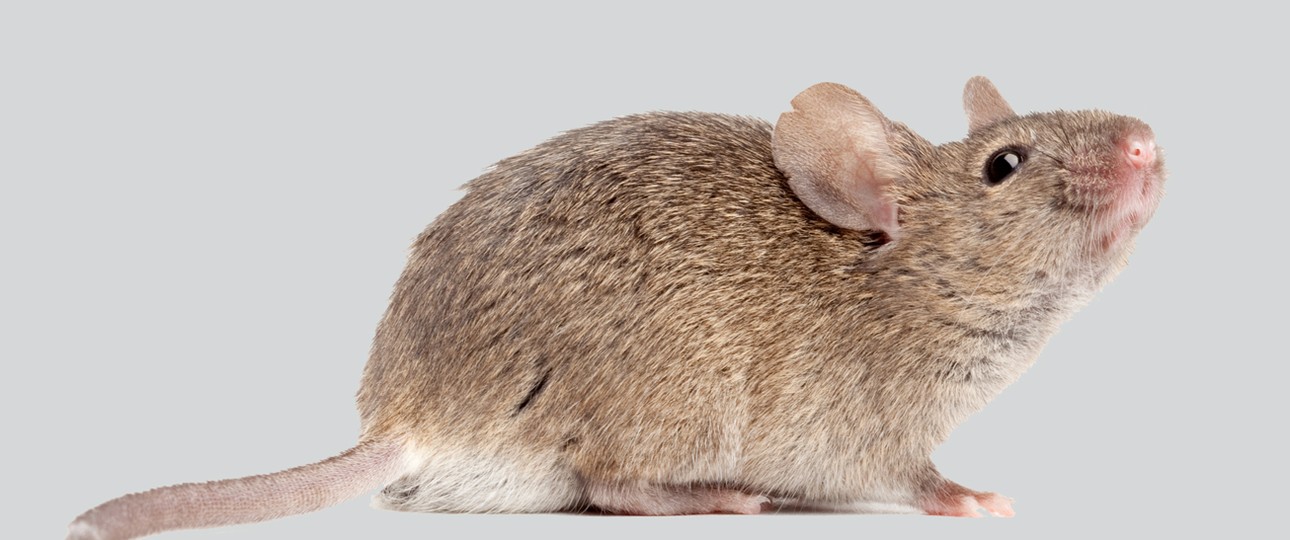 Maus: Musste den Flieger wieder verlassen.