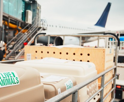 Tiertransportboxen auf dem Weg zum Flieger (Archivbild): Ein Hund büxte an Bord aus.
