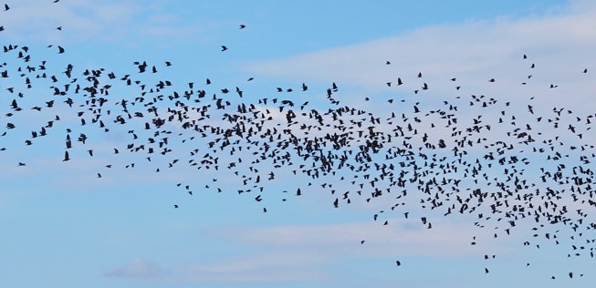 Vogelschwarm: Für Flugzeuge kann er schnell gefährlich werden.