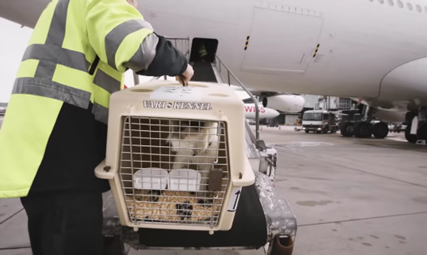 So reisen Sie richtig mit Tieren im Flugzeug