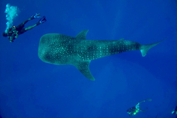 Auch Scuba Diver lieben Walhaie