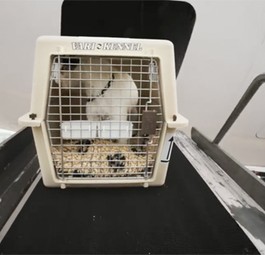 Hund auf dem Weg in den Frachtraum: Bei Delta nicht mehr erlaubt.