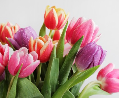 Tulpenstrauß: Führte der Kauf zur Verspätung, oder fand der Kauf statt, als eh Zeit war?