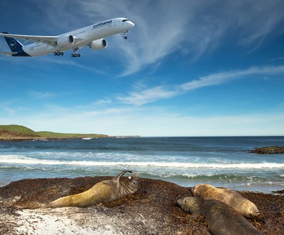 Robben an einem Strand auf Falkland: Verwirrung um Ausweichflughafen.