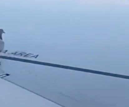 Taube auf der Tragfläche: Kann sich nicht ewig halten.