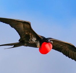 Fregattvogel: Nutzt Kumuluswolken für sich.