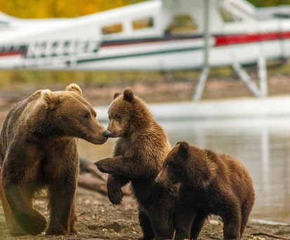 Alaska per Land, Luft und Wasser entdecken