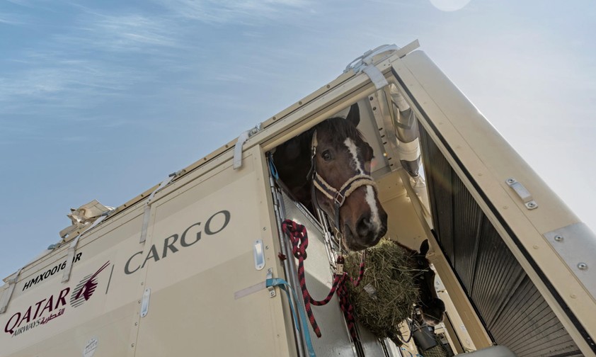 Pferd im Container: Der Transport der Tiere ist aufwendig. 