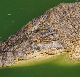 Krokodil: Führte ein solches Reptil zu Panik an Bord?