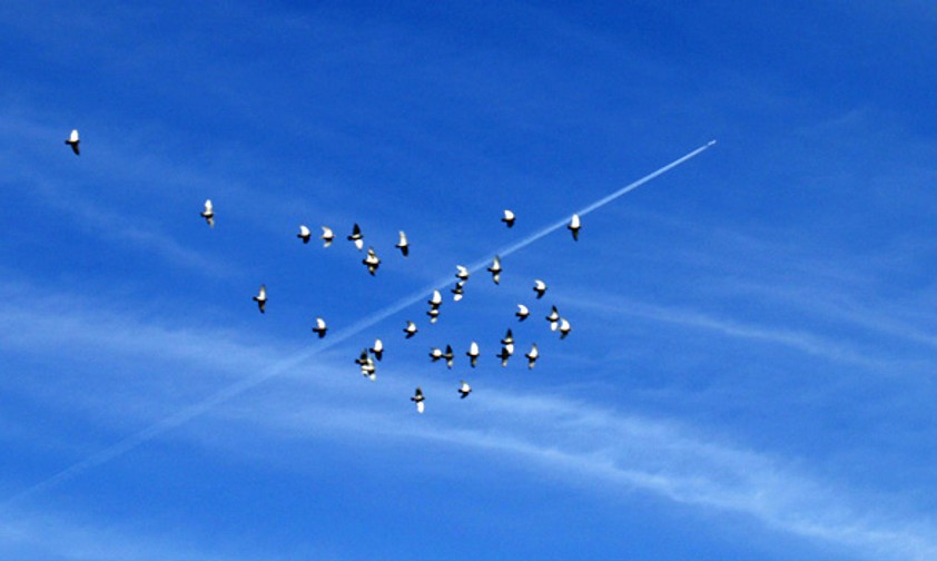 Vogelschwarm: Die Airbus-Flieger sollen Vögel akustisch und visuell abschrecken.
