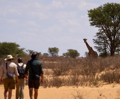 Beim Transkalahari Walk begeegnet man Giraffen zu Fuss