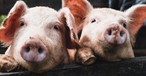 Schweine: Sollen Vögel in Amsterdam abschrecken.