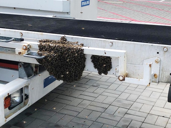 Diesen Schwarm musste er schonend entfernen.