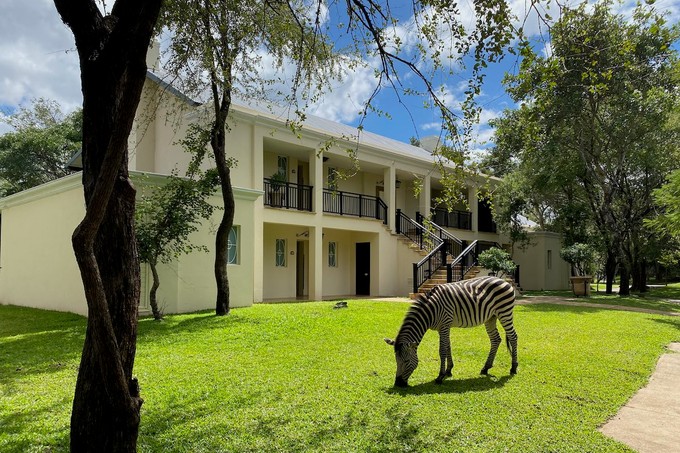 Zebras auf dem Hotelgelände? Im Royal Livngstone ganz normal