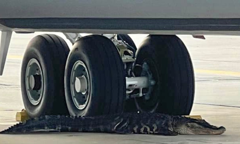 Ein seltsamer aussehender Bremsklotz? Nein, es handelt sich ...