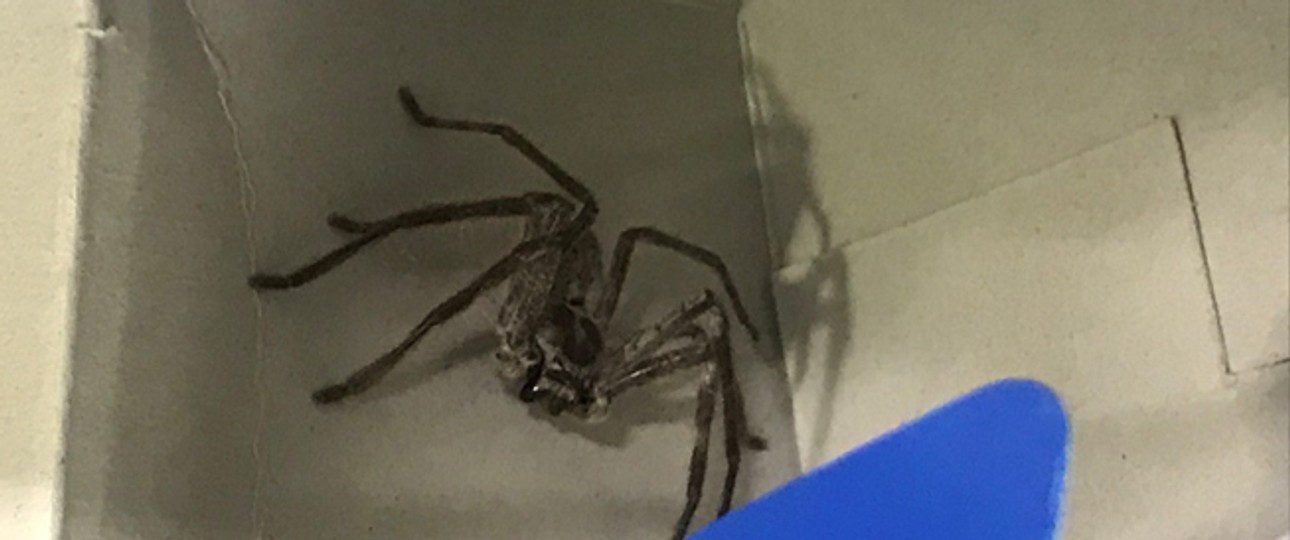 Riesenkrabbenspinne: Verirrte sich in einen Rucksack.