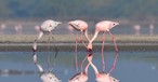 Flamingos in Indien: Experten warnen vor einem Problem mit Vogelschlag an Mumbais neuem Airport.