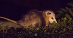 Opossum: Jetblue gewährt in den Richtlinien nur Hunden und Katzen den Mitflug in der Kabine.