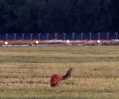 Tierischer Sicherheitsmitarbeiter in Hamburg