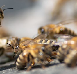 Bienen: Reise mit tragischem Ende.
