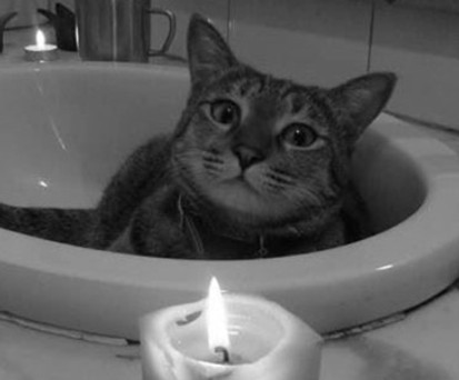 Kater James Dean: Nach seinem Tod erlangte er traurige Berühmtheit.