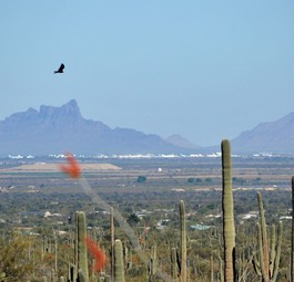 Pinal Air Park in der Mojavewüste: Wühltisch für Frachtairlines.